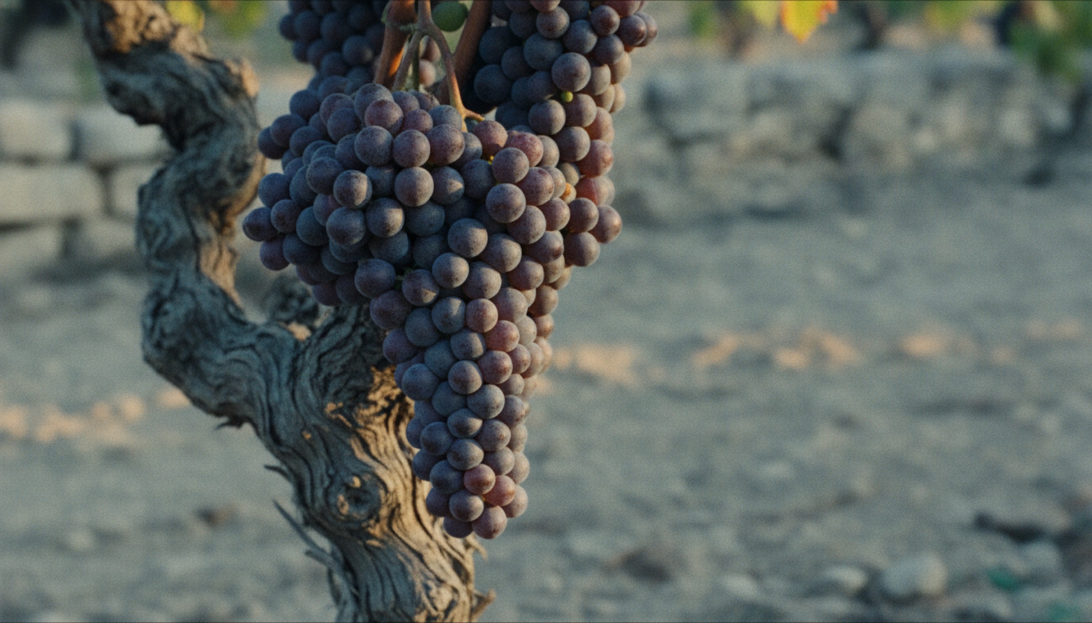 Kireçtaşı toprak üzerinde doğal tabakasıyla kaplı Nebbiolo üzüm salkımı, Langhe bağı arka planında taş teras görünür