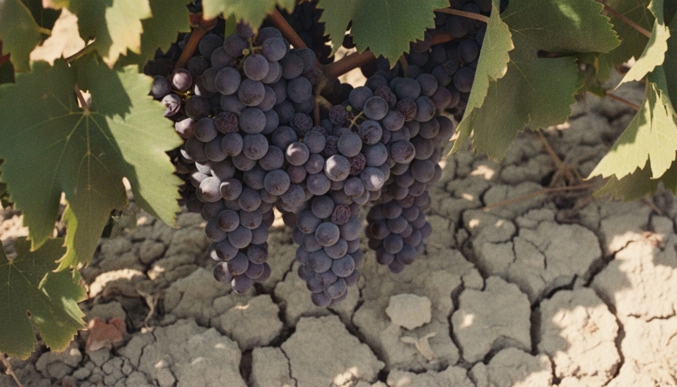 Burgonya bağında su stresine girmiş Pinot Noir salkımları — çatlak kireçtaşı toprak, kıvrılan yapraklar, kavurucu temmuz ışığı