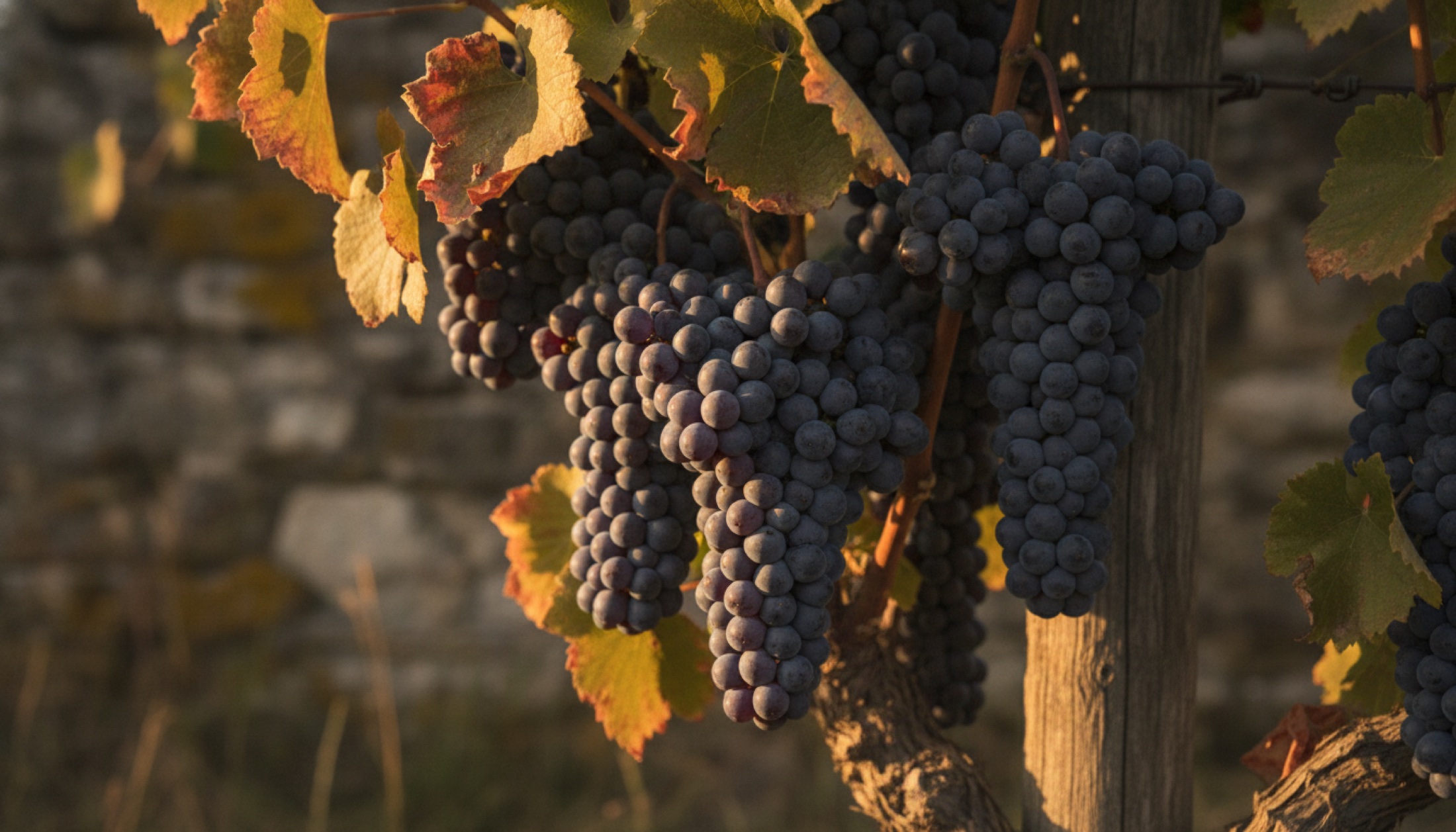 Burgonya'da Ağustos hasadı öncesi Pinot Noir salkımları: dolgun ve koyu renk, taş duvar arka planında öğleden sonra ışığı.