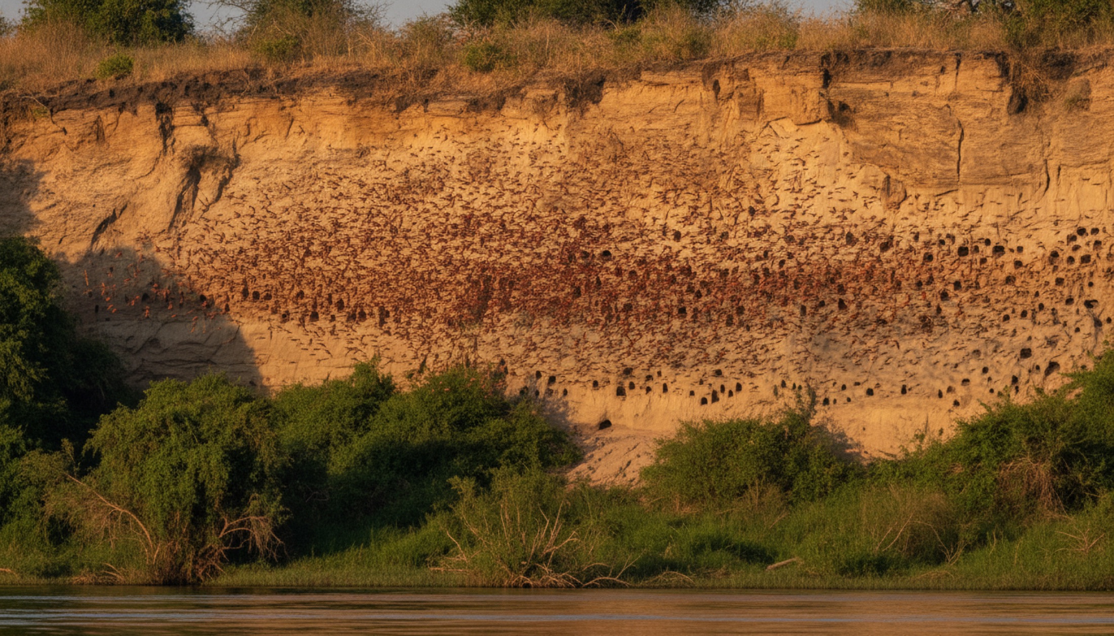 Zambia'da Luangwa Nehri'nin karşı yakasında kırmızı arı kuşu kolonisinin yuva kurduğu kireçtaşı yamaç, sabah ışığında