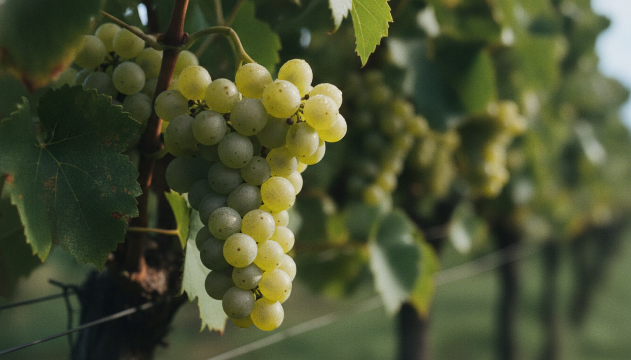 Champagne bağında olgunlaşmakta olan Chardonnay üzümleri, sabah ışığında