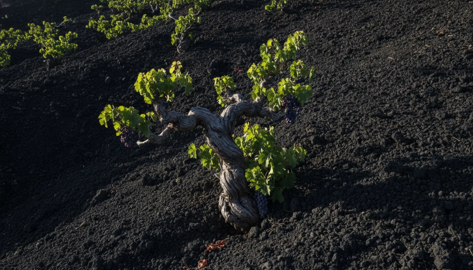 Etna'nın bazalt topraklarında baş terbiyesiyle yetiştirilmiş yaşlı asma kütükleri
