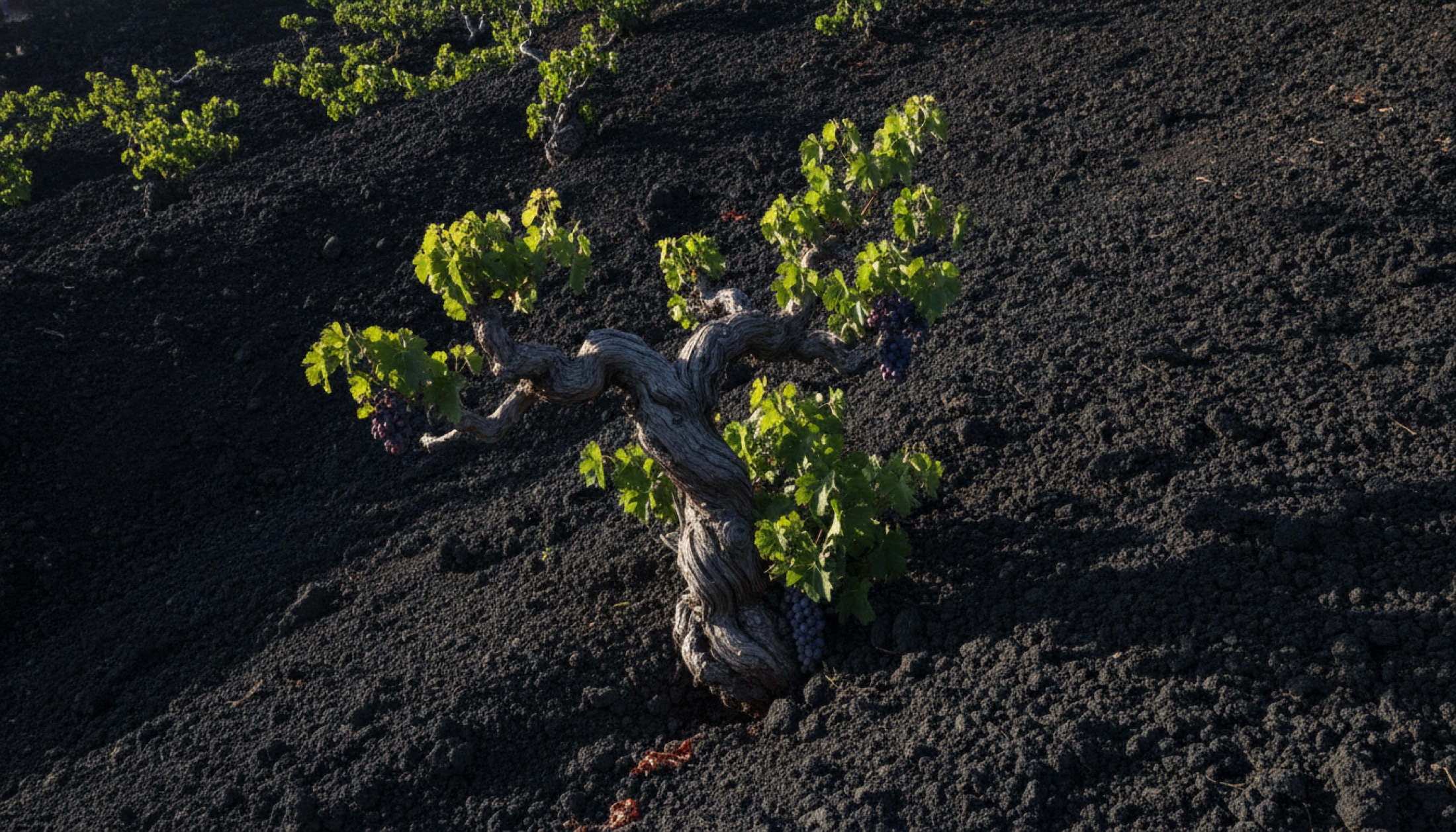 Etna'nın bazalt topraklarında baş terbiyesiyle yetiştirilmiş yaşlı asma kütükleri