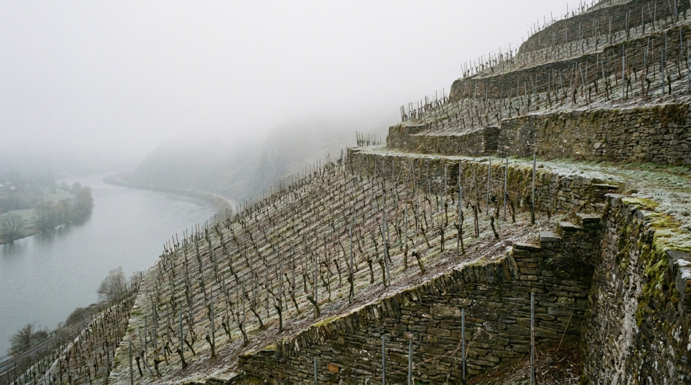 Mosel vadisinin kayrak teraslarında sabah sisi — 2024 don hasarının ardından