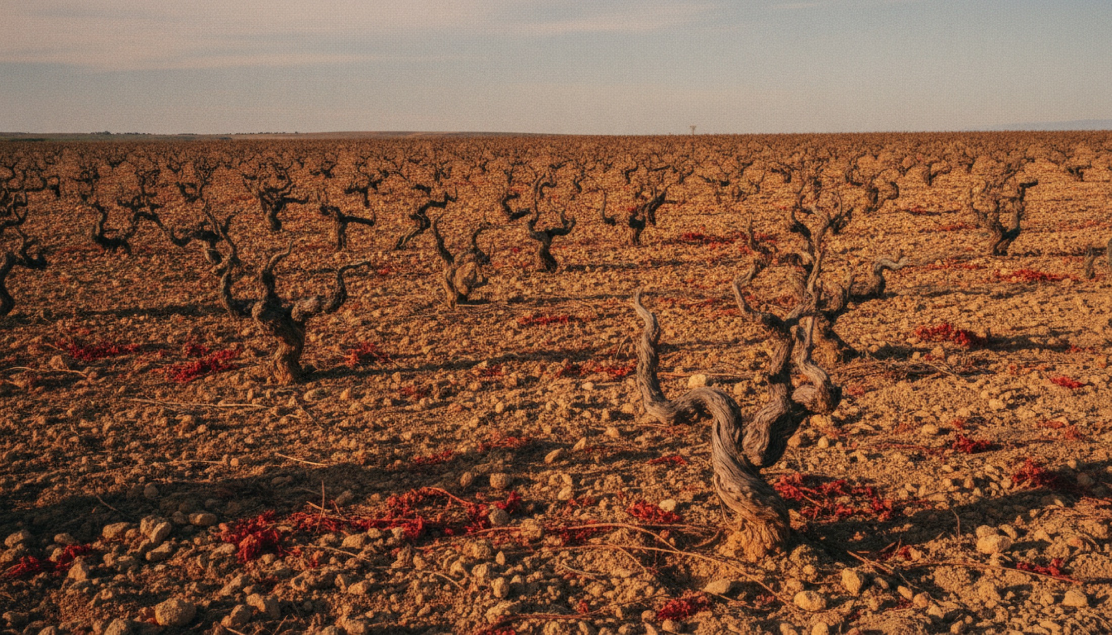 Ribera del Duero yaylasında eski asma Tempranillo bağı, kuru taşlı toprak ve alacakaranlık ışığı