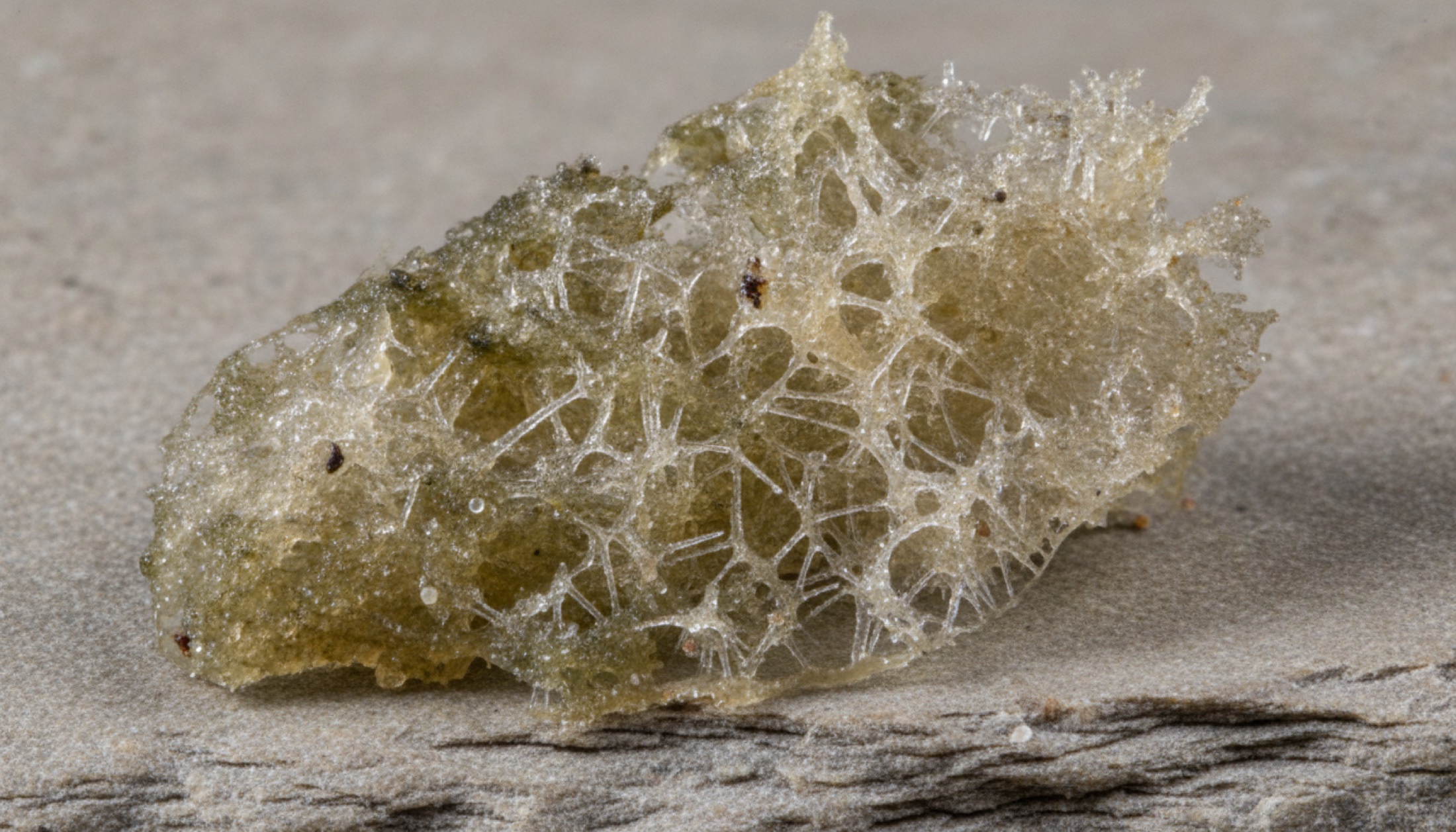 Tatlı su süngeri Spongilla lacustris'in makro fotoğrafı, silika iğnecik detayı